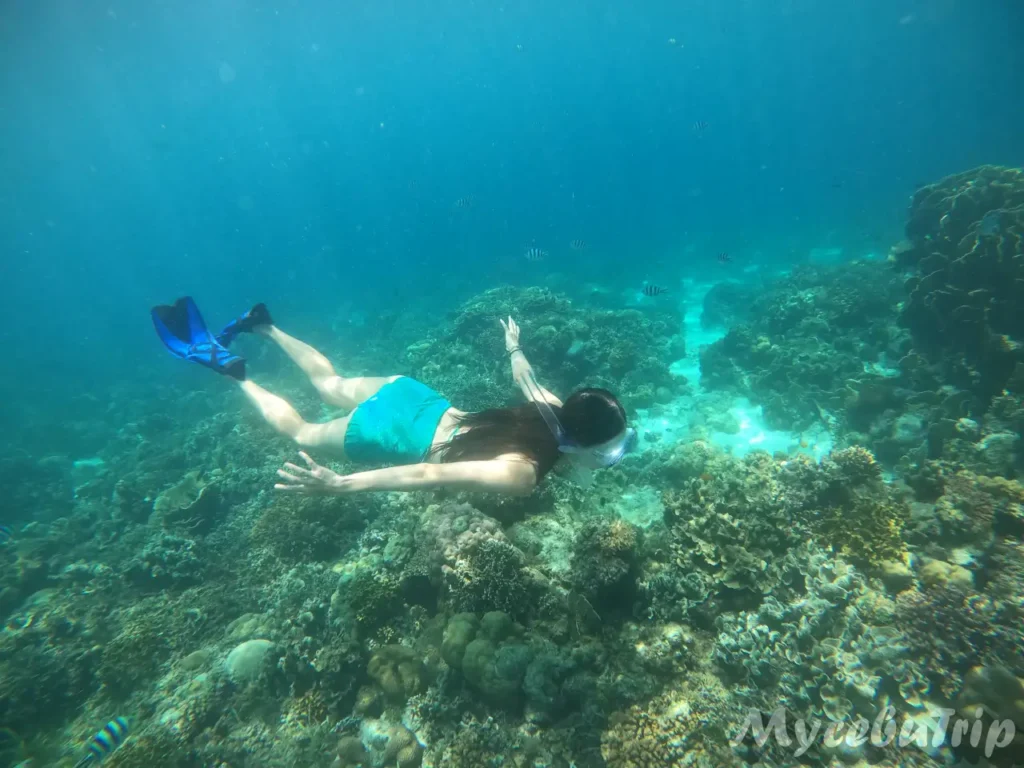 Swimmer diving into the clear blue waters of Cebu Nalusuan Marine Sanctuary