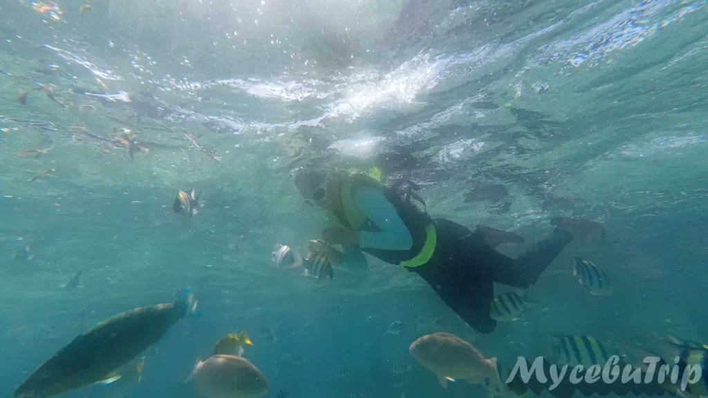 ナルスアンの多彩な熱帯魚の水中風景