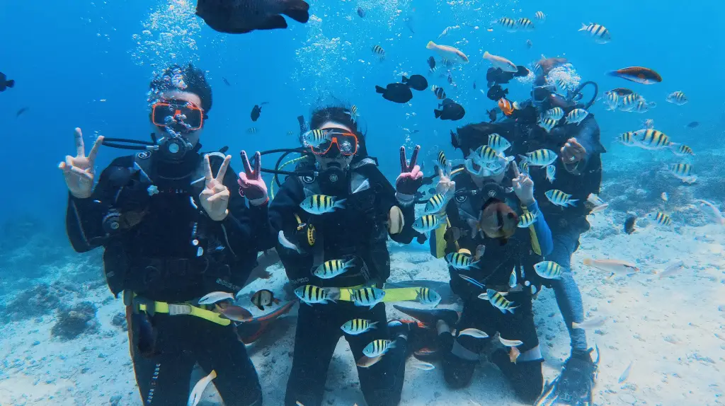 セブ島で体験ダイビングを楽しむ旅行者と熱帯魚