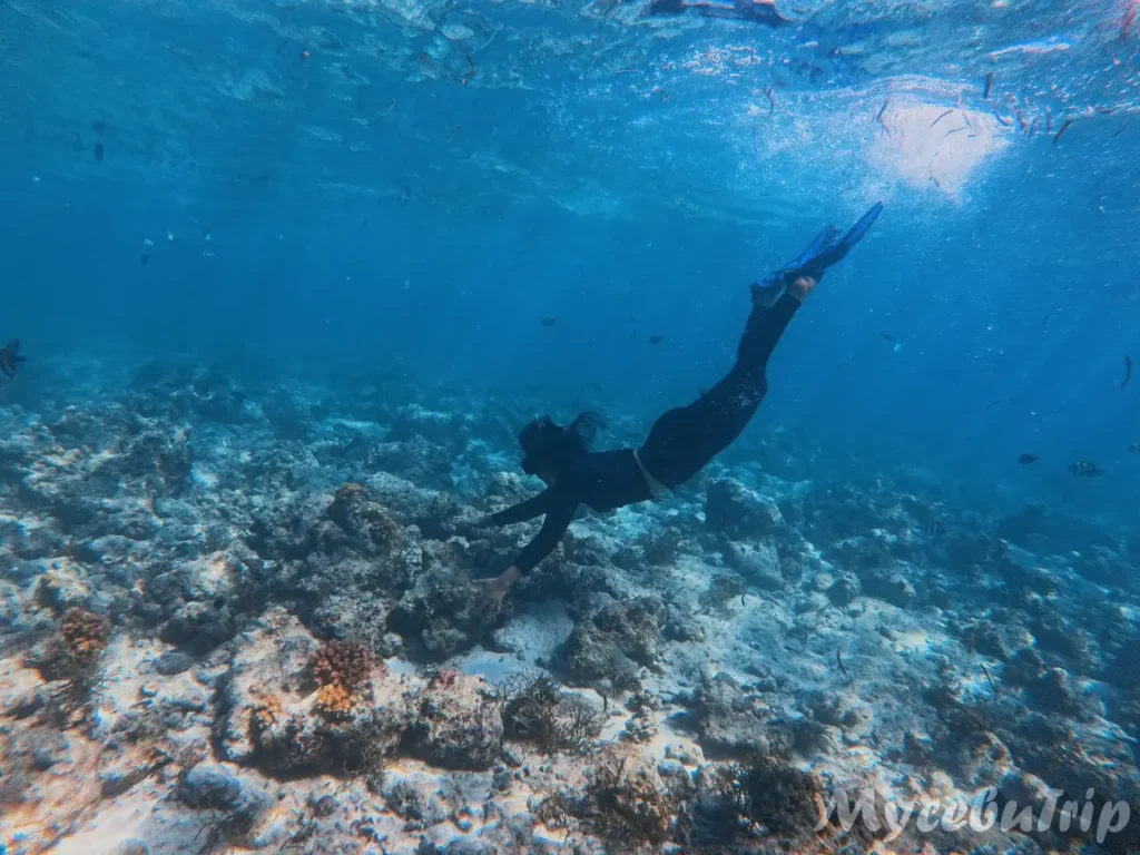 Snorkeler diving down to explore the coral reef at Olango Marine Sanctuary, Cebu