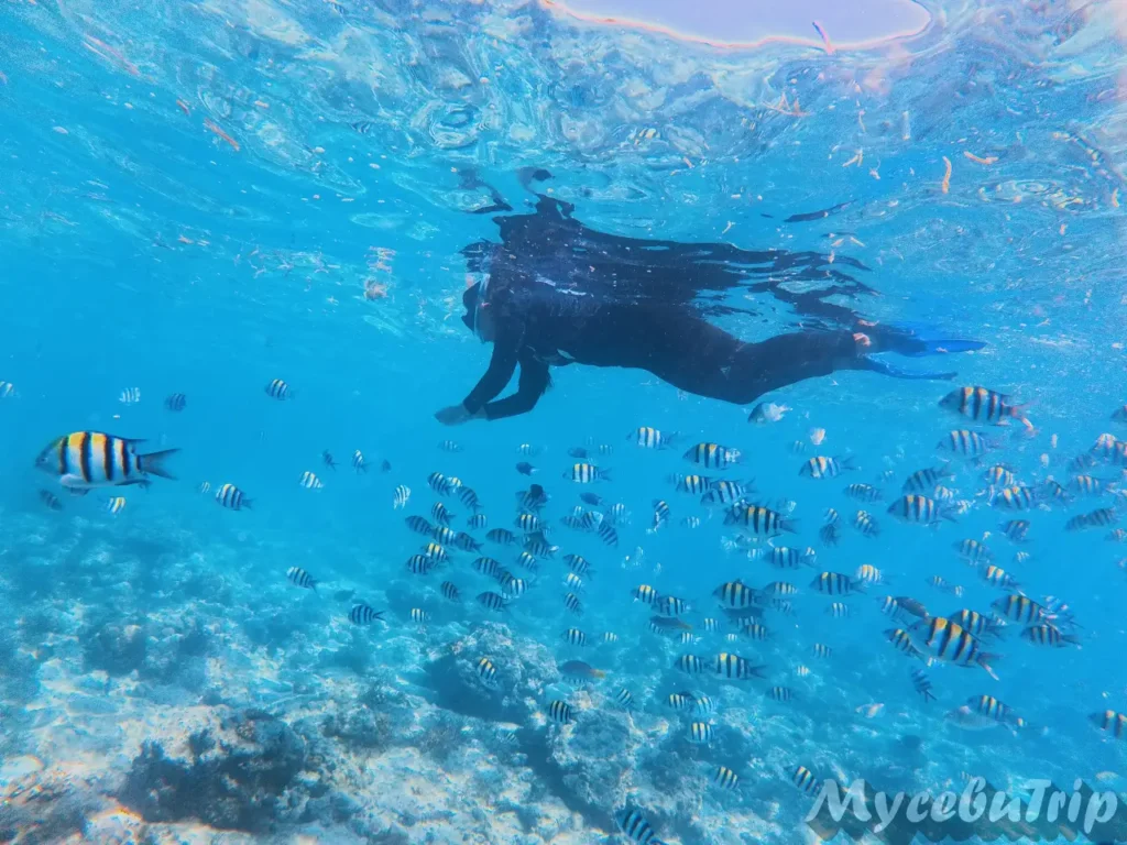 Snorkeler swimming among a school of sergeant major fish on the Cebu Olango hopping tour