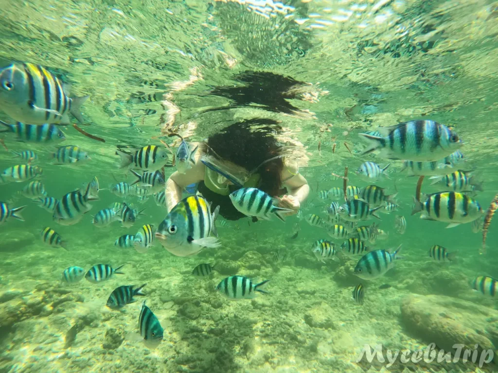 Snorkeler swimming close to reef fish at Nalusuan Marine Park