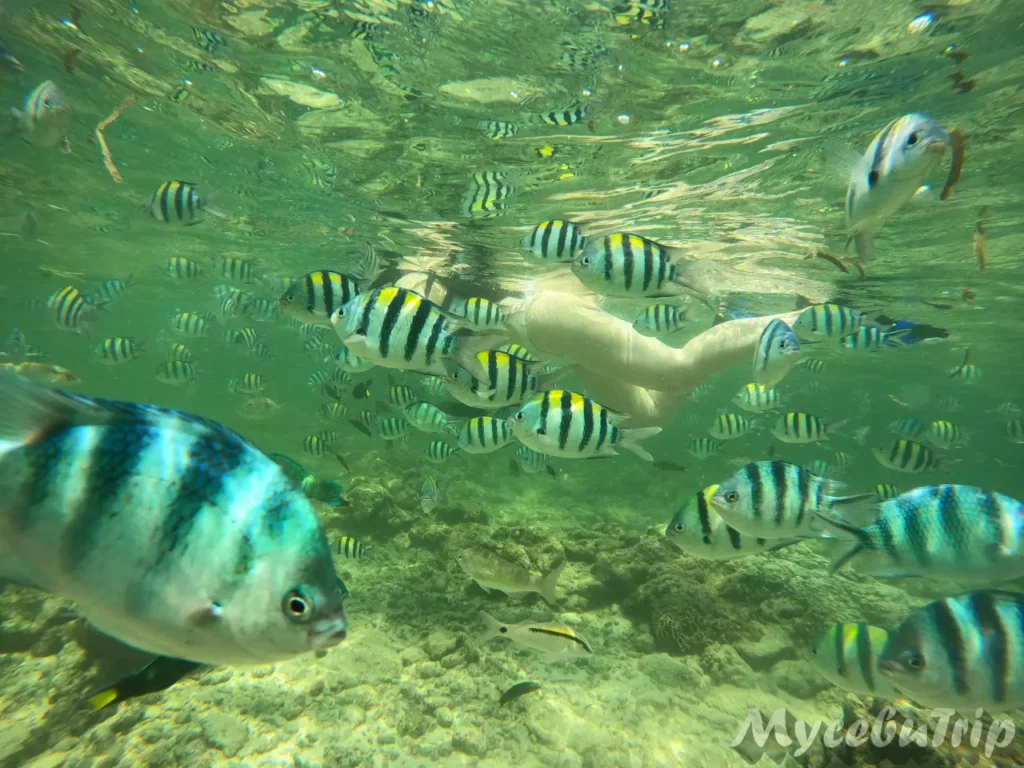 School of striped fish gathering at Nalusuan Marine Park