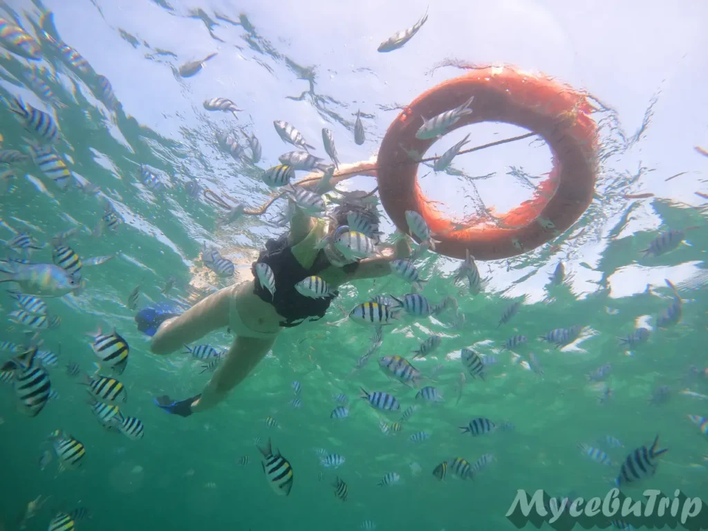 Snorkeler with a flotation ring at Hilutungan Marine Park