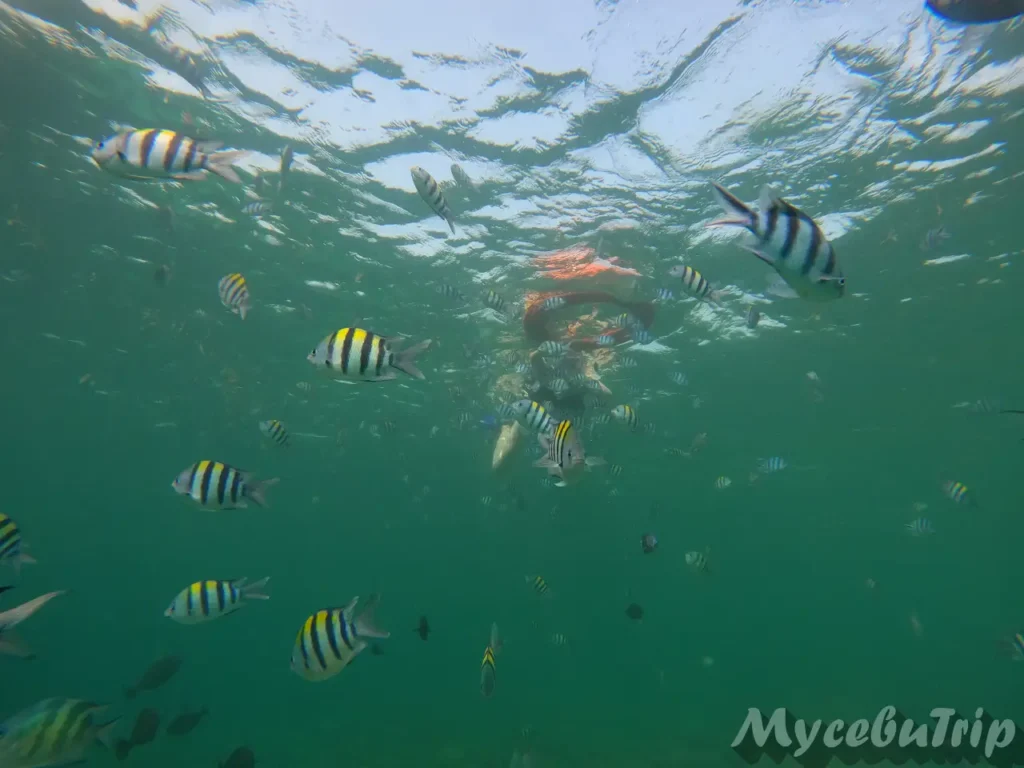 Snorkeler swimming with fish at Hilutungan Marine Park