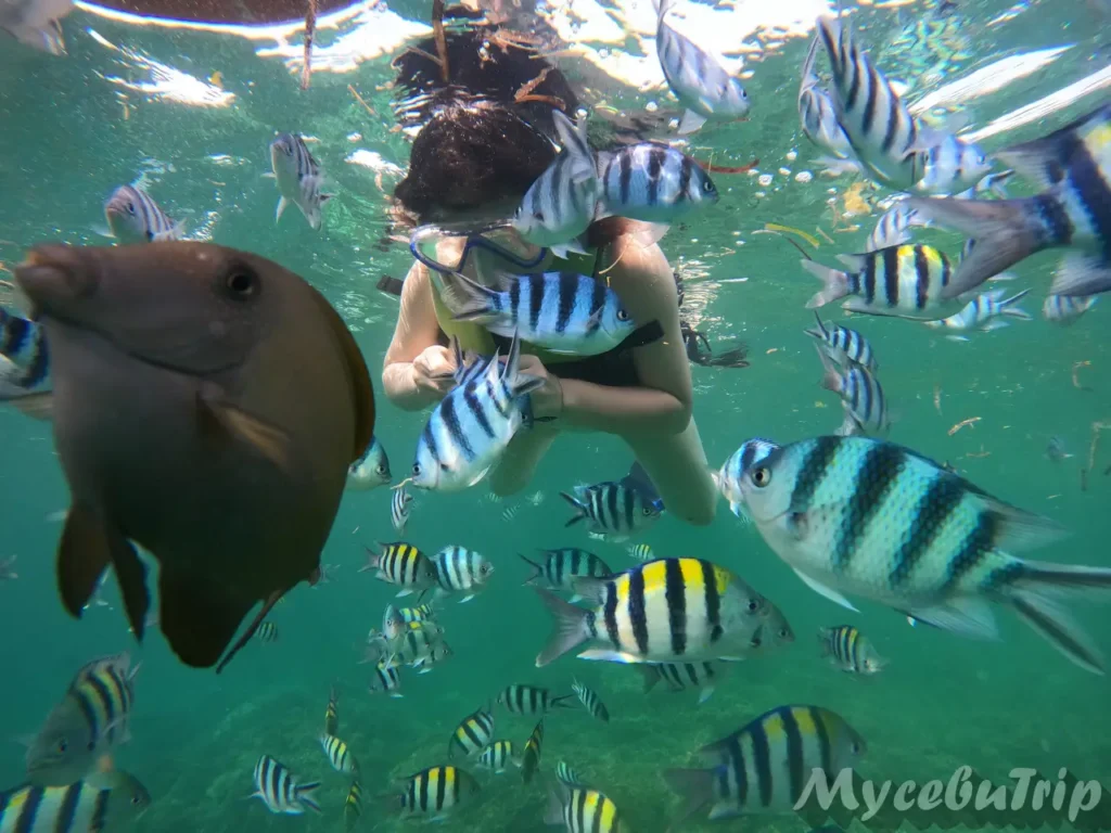 Close encounter with fish while snorkeling at Hilutungan Marine Park