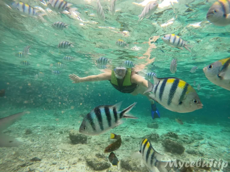 Snorkeler swimming among sergeant major fish at Nalusuan Marine Sanctuary, Cebu