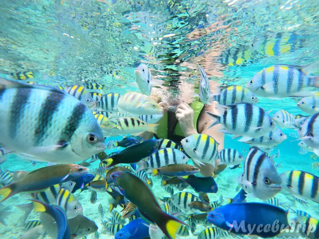 Large school of tropical fish around a snorkeler in clear water at Nalusuan Marine Sanctuary
