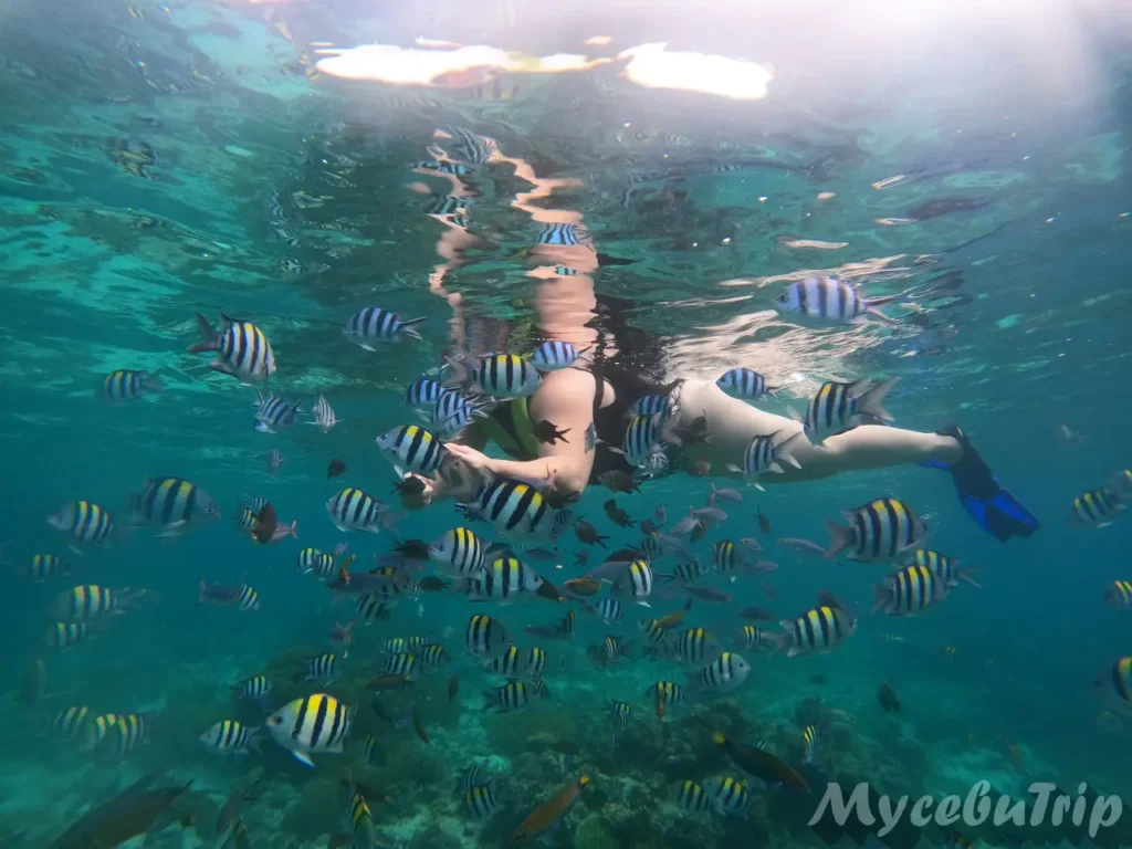 Snorkeler swimming above a school of fish at Hilutungan Marine Sanctuary, Cebu island hopping tour