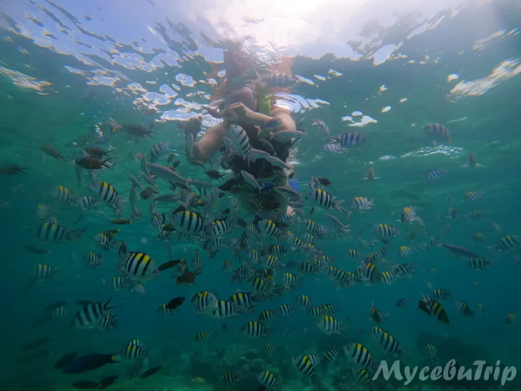 Snorkeler surrounded by hundreds of fish in deep blue water at Hilutungan Marine Sanctuary