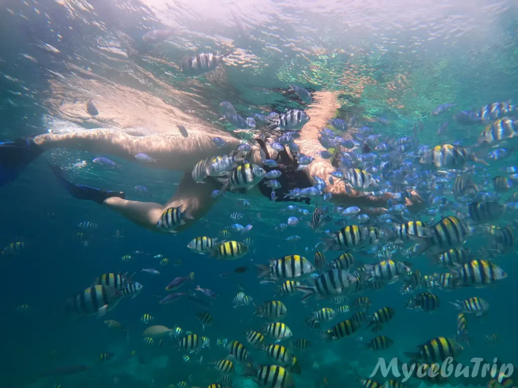 Snorkeler with fins gliding over a dense school of fish at Hilutungan Marine Sanctuary